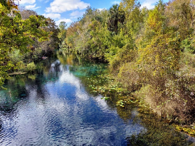 The clear spring-fed river and forest at Silver Springs State Park