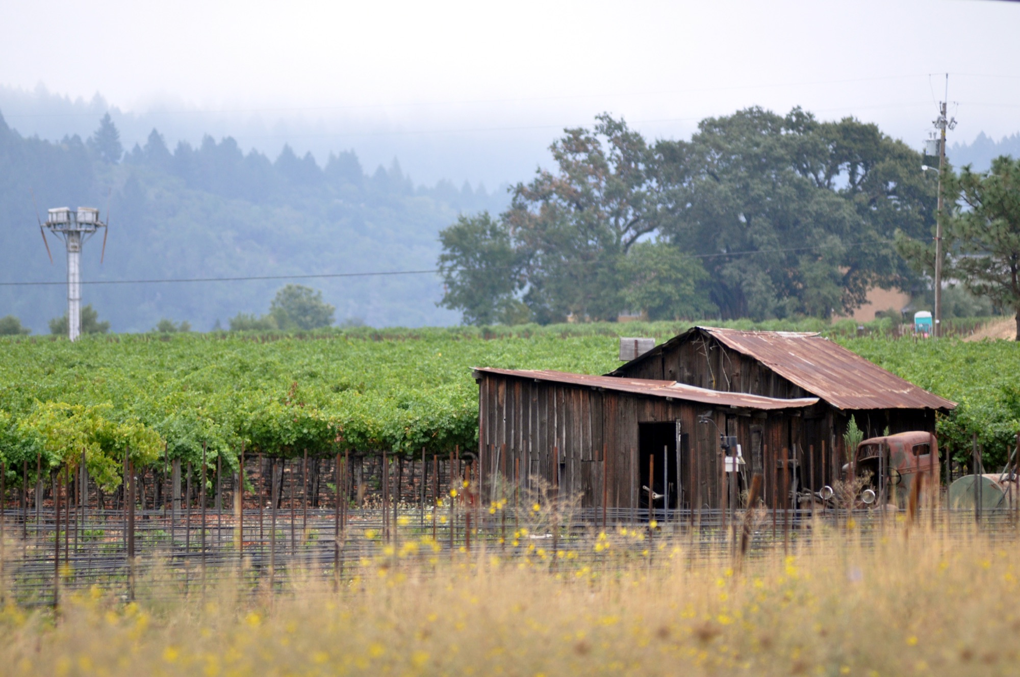 A rustic barn in a Napa Valley vineyard along the Silverado Trail