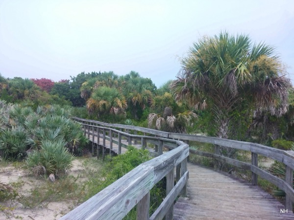 The boardwalk winding through the dunes and palms at Smyrna Dunes Park