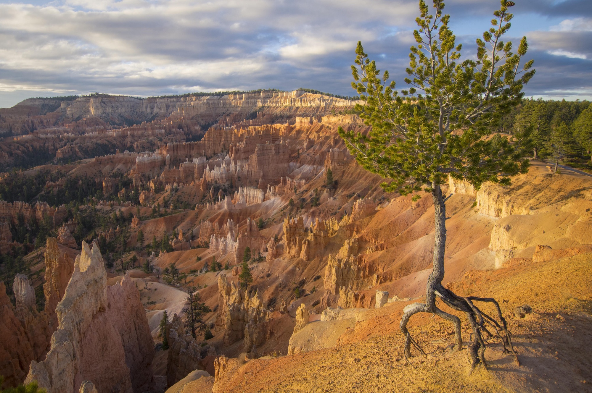 A lone pine on the rim at Sunrise Point in morning light