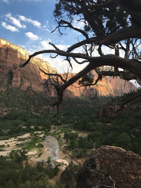 Zion's red canyon walls and green valley framed by a gnarled juniper near the Grotto