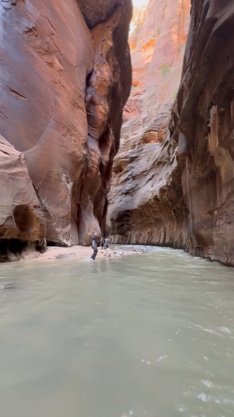 The green Virgin River winding between the towering walls of The Narrows in Zion