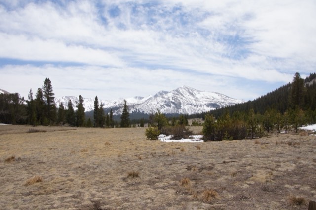 The subalpine expanse of Tuolumne Meadows and snow-capped peaks in Yosemite's high country