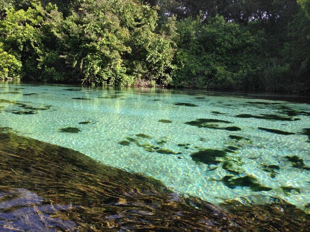 The clear turquoise spring-fed water of the Weeki Wachee River flowing over submerged rocks beneath green tree cover