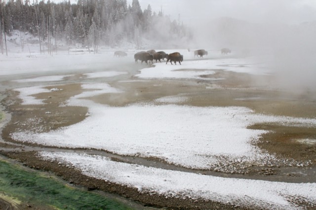 Bison at a distance in a steaming basin — keep your distance from wildlife