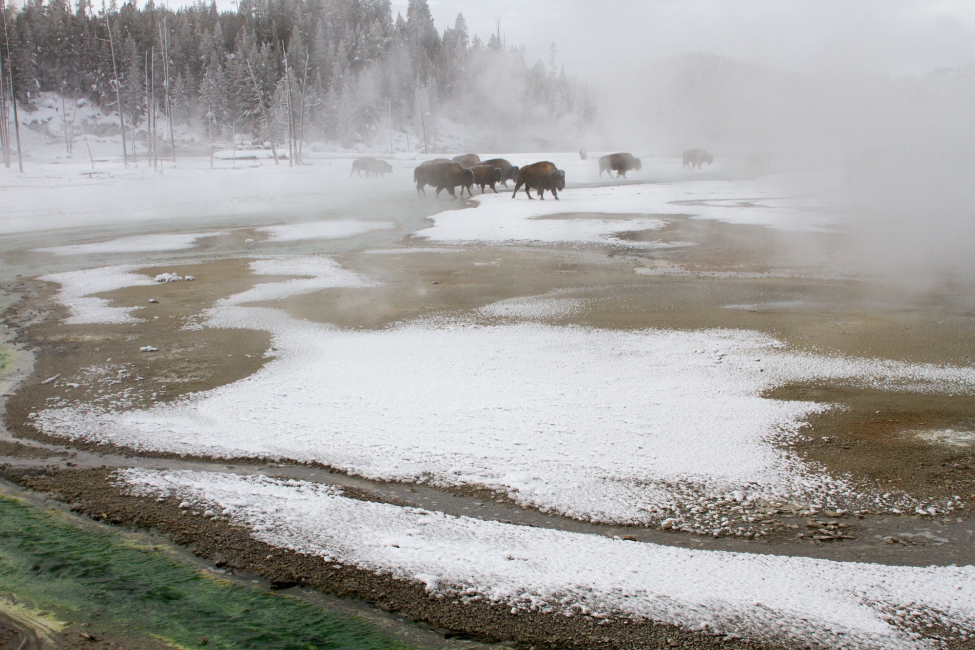 Bison at a distance in a steaming basin — keep your distance from wildlife