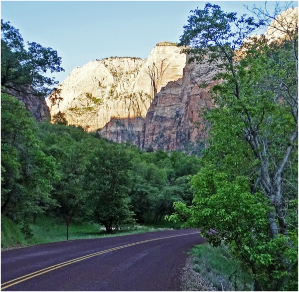 The Zion Canyon Scenic Drive curving toward the white sandstone cliffs