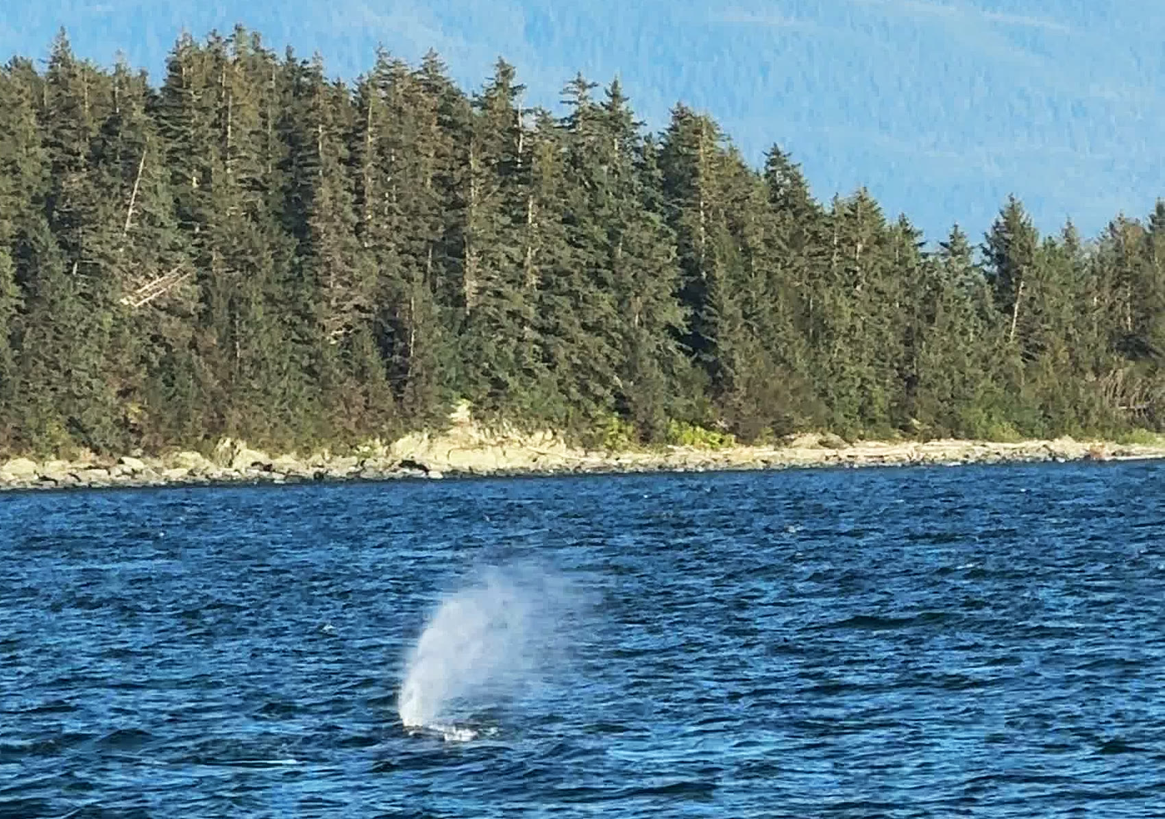 A humpback whale's spout rising from the calm water near Juneau, with a forested shoreline behind